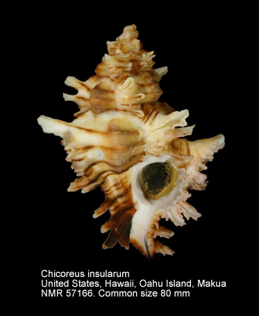 Chicoreus insularum