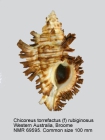 Chicoreus torrefactus