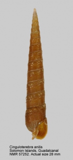 Cinguloterebra anilis