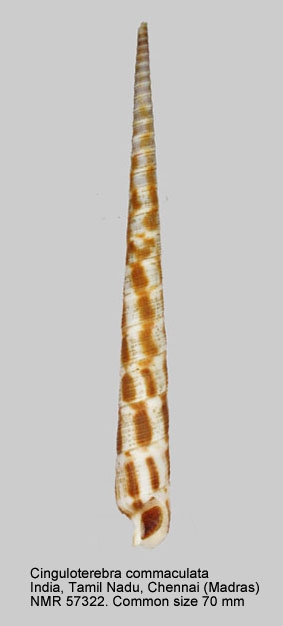 Cinguloterebra commaculata