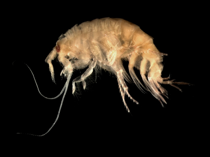 Bathyporeia sp. Bathyporeia sp.