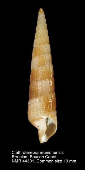 Clathroterebra reunionensis