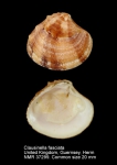 Clausinella fasciata