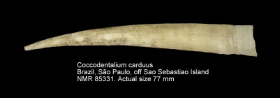 Coccodentalium carduus