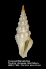 Compsodrillia haliplexa