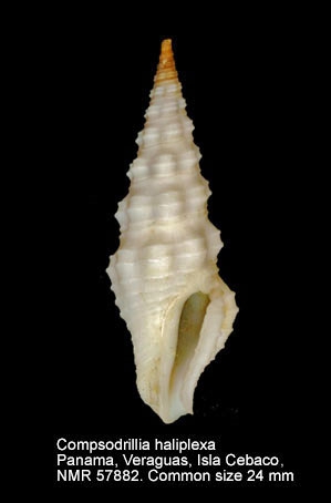 Compsodrillia haliplexa