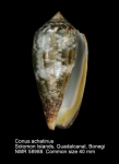 Conus achatinus