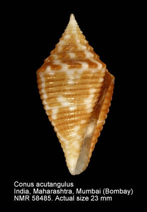 Conus acutangulus