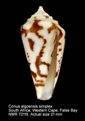 Conus algoensis simplex