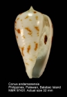 Conus andamanensis