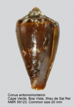 Conus antoniomonteiroi