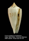 Conus asiaticus lovellreevei