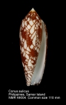 Conus aulicus