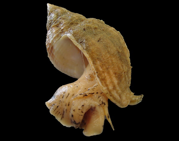 Buccinum undatum Linnaeus, 1758