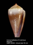 Conus balteatus