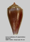Conus balteatus