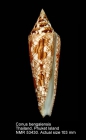 Conus bengalensis
