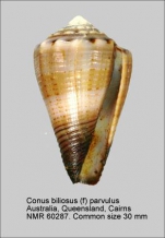 Conus biliosus