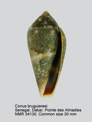 Conus bruguieresi