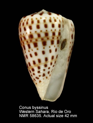 Conus byssinus