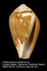 Californiconus californicus