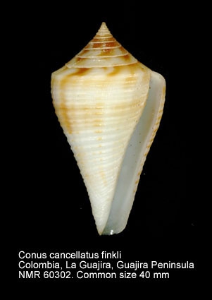 Conus cancellatus finkli