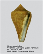 Conus cancellatus