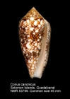 Conus canonicus