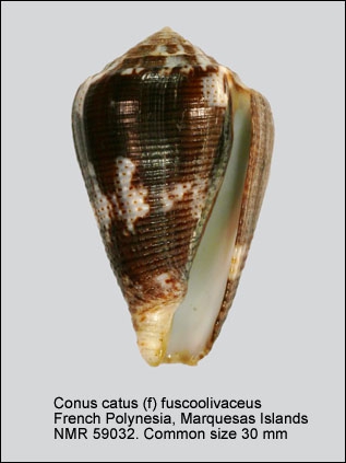 Conus catus