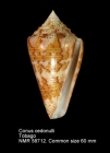 Conus cedonulli