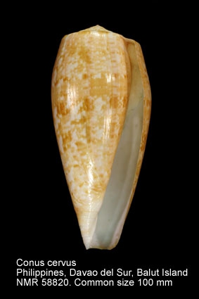 Conus cervus