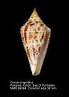 Conus cingulatus