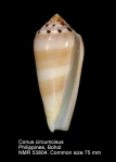 Conus circumcisus