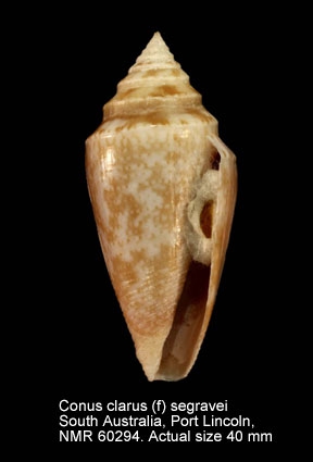 Conus clarus
