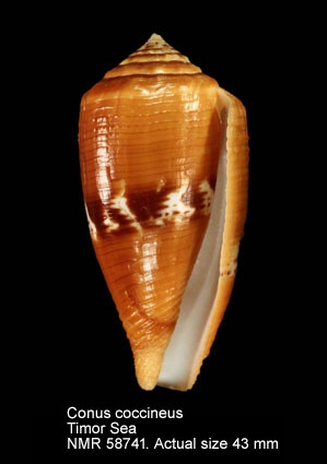 Conus coccineus