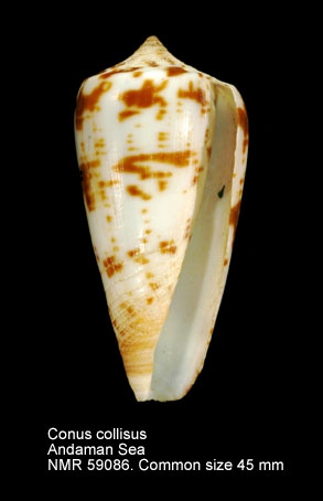 Conus collisus
