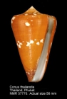 Conus thailandis