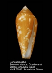 Conus crocatus