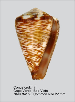 Conus crotchii