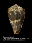 Conus curralensis