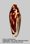 Conus cylindraceus