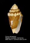 Conus dorreensis