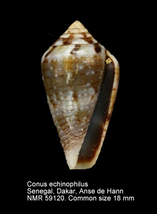 Conus echinophilus