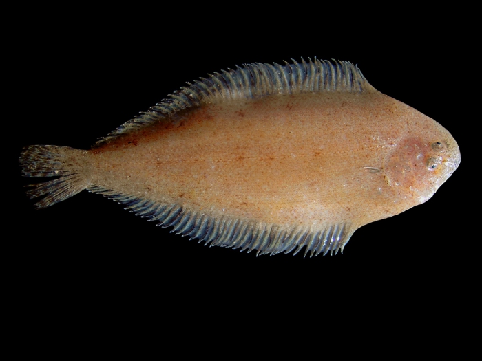 Buglossidium luteum (Risso, 1810) Buglossidium luteum (Risso, 1810)