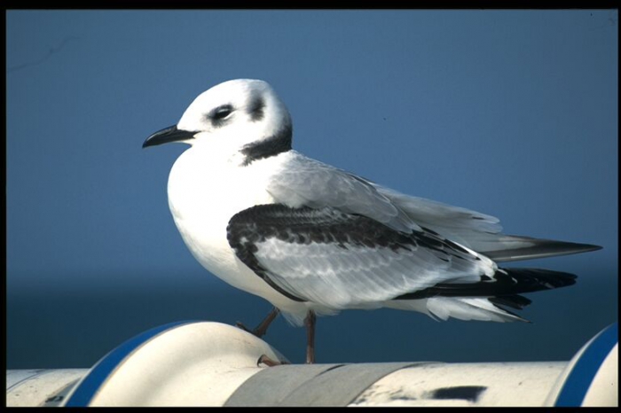 Kittiwake - Rissa tridactyla (Linnaeus, 1758)