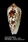 Conus episcopatus