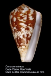 Conus ermineus