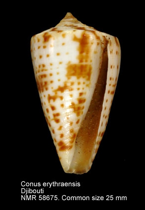 Conus erythraeensis