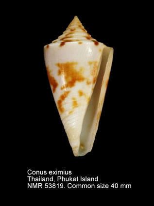 Conus eximius