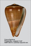 Conus figulinus